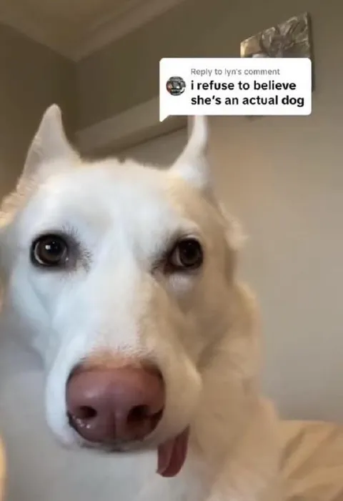 Refuses to Believe It’s a Dog