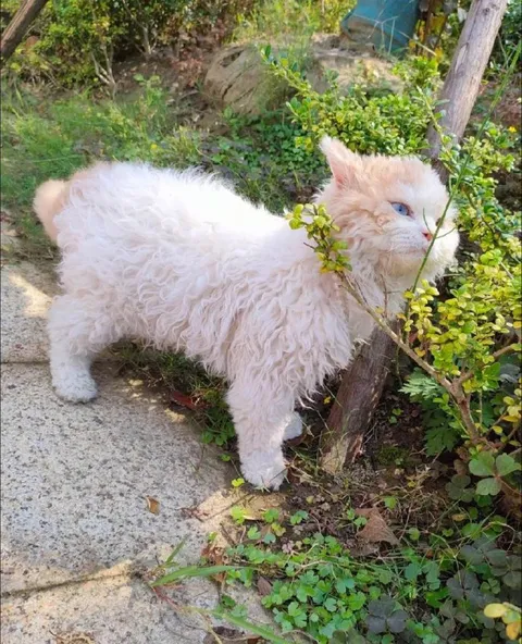 Кот в овечьей шубке