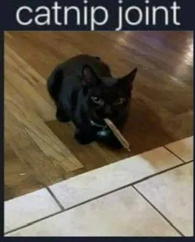 Catnip Joint Cat
