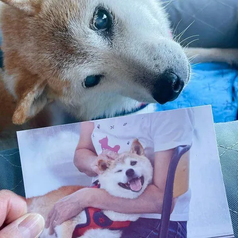 Собака смотрит на старую фотографию