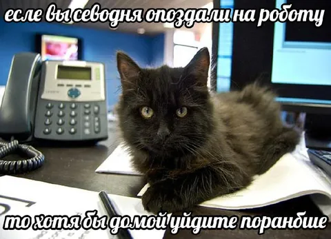 Кот советует уйти пораньше