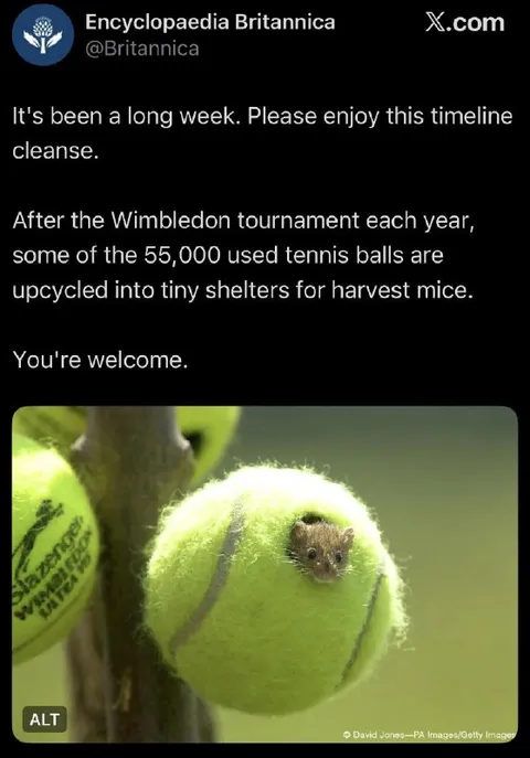 Tennis Ball Mouse Shelter