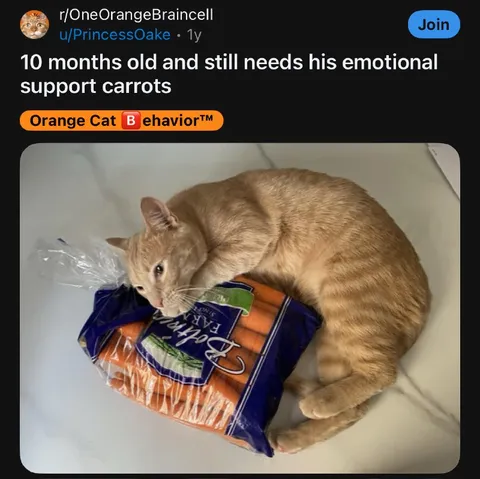Emotional Support Carrots
