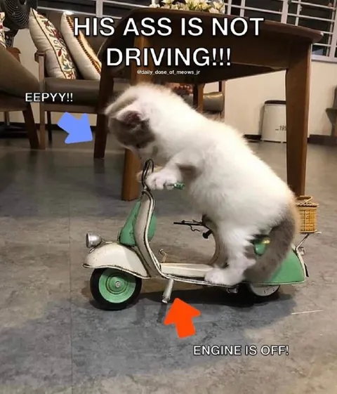 Cat Riding a Scooter