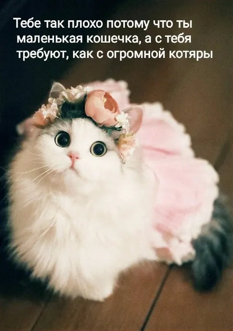 Маленькая кошечка и большие требования