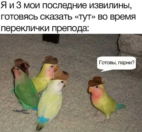 Попугаи готовы к перекличке