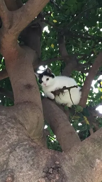 Кот прячется на дереве