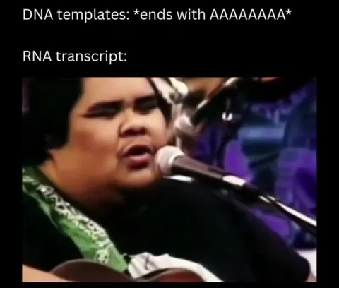 RNA transcript sings AAAA