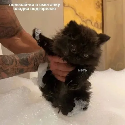 Котёнок отказывается лезть в сметану