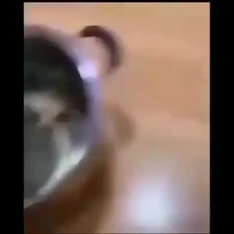 Собака против миски
