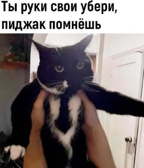 Кот в пиджаке возмущён