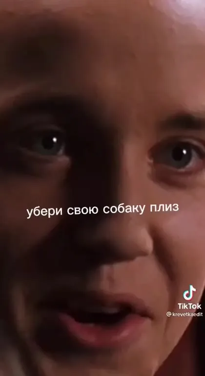 Убери свою собаку плиз