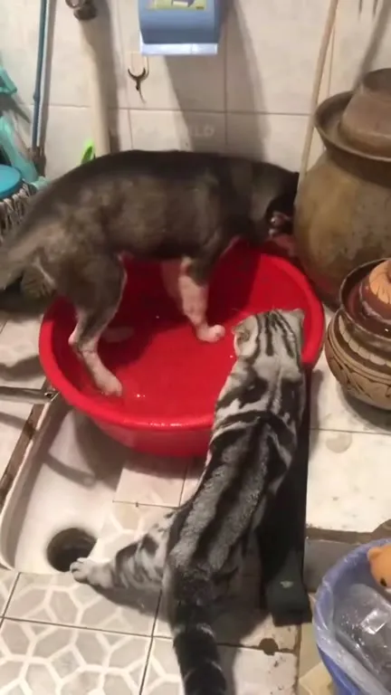 Кот наблюдает за странной ванной