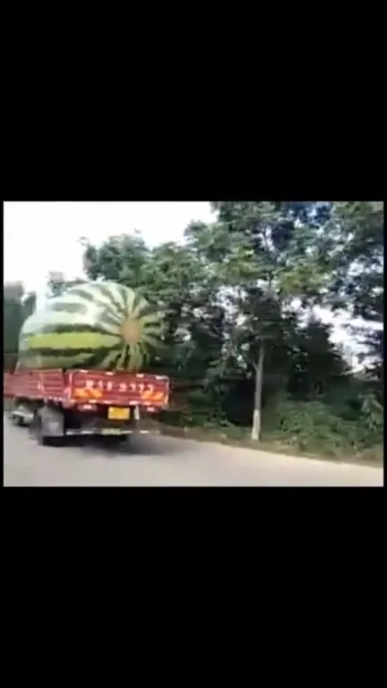Когда арбузный урожай смыло