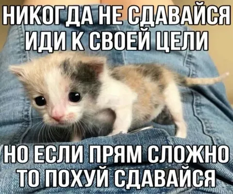 Никогда не сдавайся, а потом сдавайся