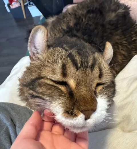 Уставший кот на руках
