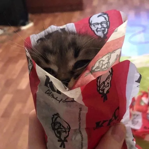 Котёнок в ведёрке KFC