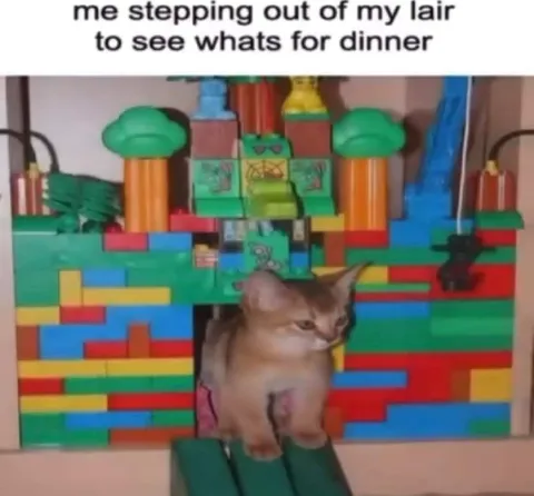 Cat Steps Out for Dinner
