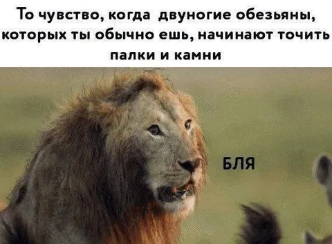 Лев видит вооружённых обезьян