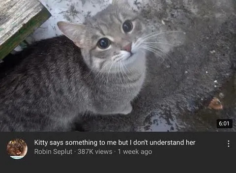Kitty Says Something I Don’t Understand