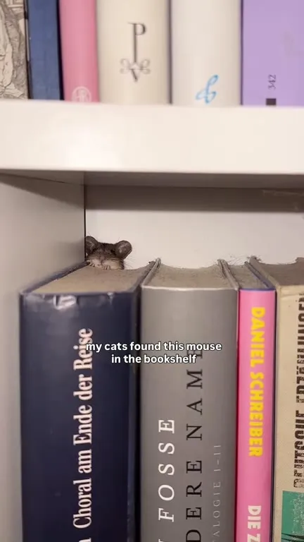 Cats Rescue Their New Mouse Friend