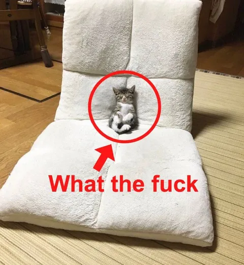 What the Fuck Cat in Chair
