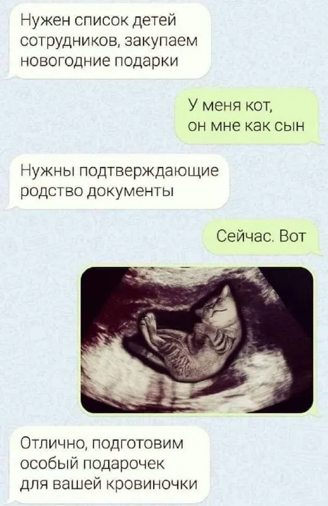 Кот как сын на УЗИ