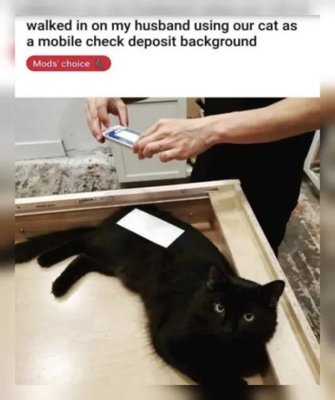 Cat as Check Deposit Background