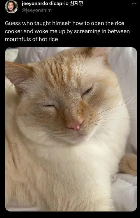 Cat Opens Rice Cooker