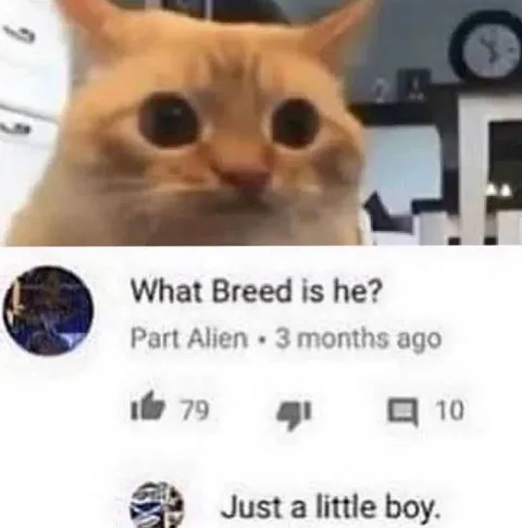 Just a Little Boy Cat