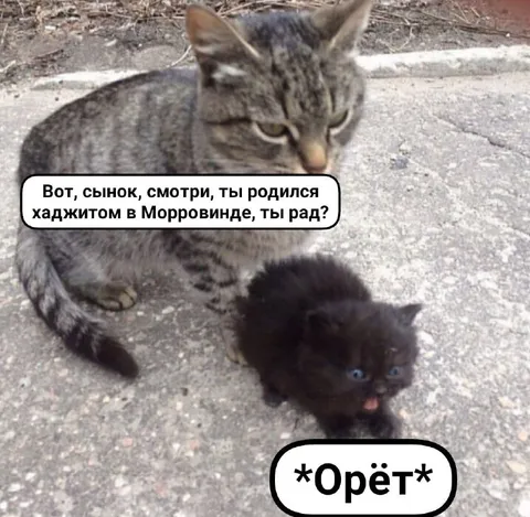 Котёнок-каджит из Морровинда