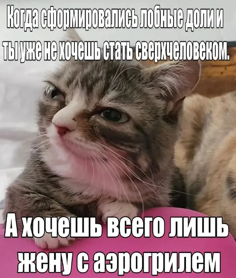 Кот хочет жену с аэрогрилем