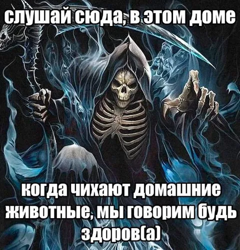 Когда чихают домашние животные