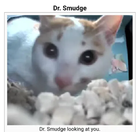 Dr. Smudge Looking at You
