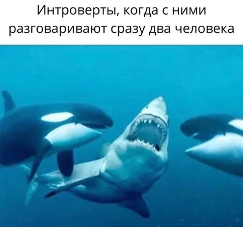 Интроверты и два собеседника