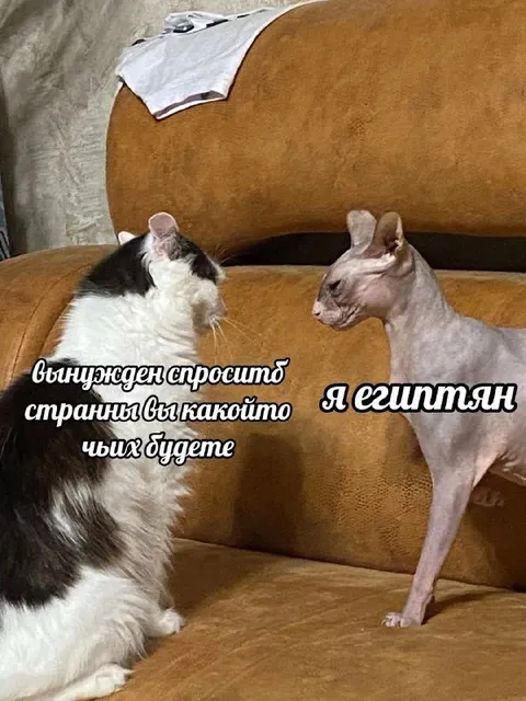 Египтянин на допросе