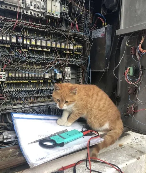 Кот чинит электрощит