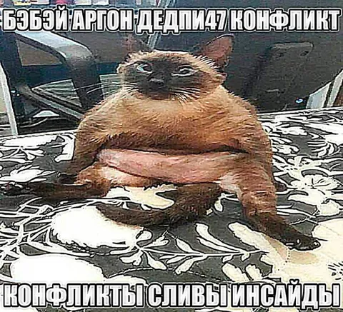 Кот в конфликте