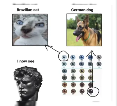 Brazilian Cat German Dog Vision