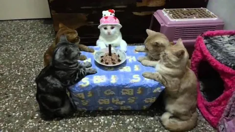 Кошки празднуют день рождения