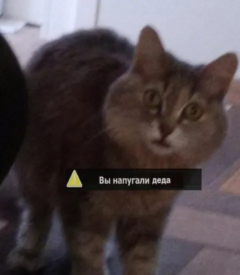 Вы напугали деда