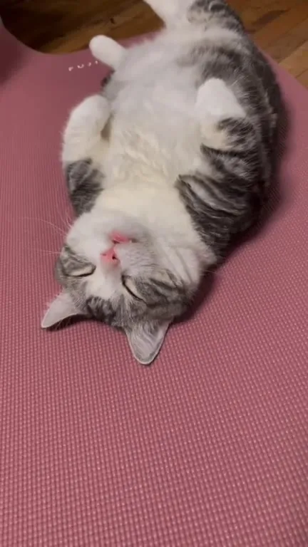 僕が主役なのに目立てない猫