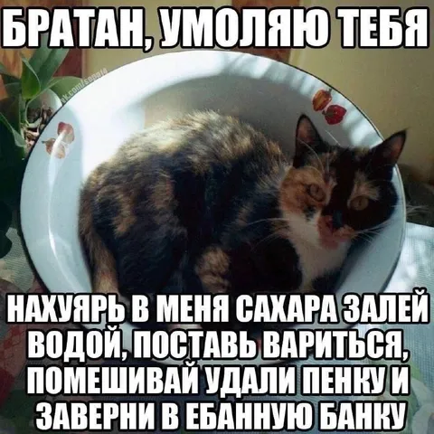 Кот просит сварить варенье