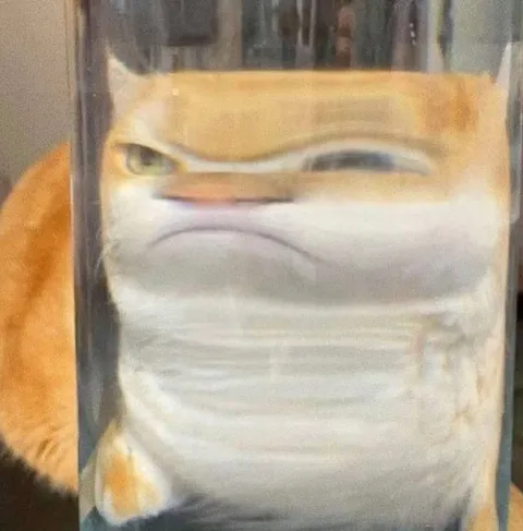 Кот с лицом за стеклом