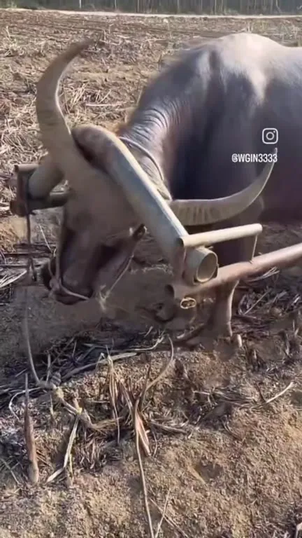 Бык застрял в плуге