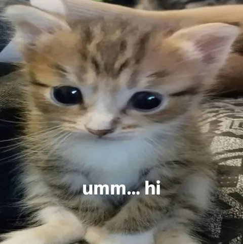 Awkward Kitten Greeting