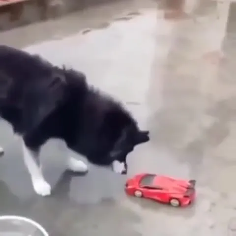 Собака испугалась машинки