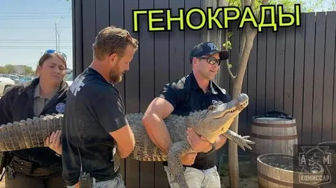 Генокрады несут крокодила