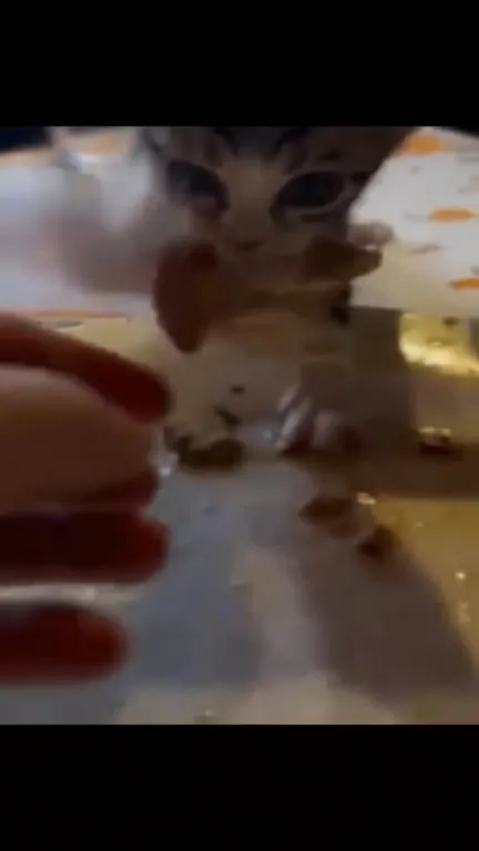 Котёнок не хочет отпускать еду