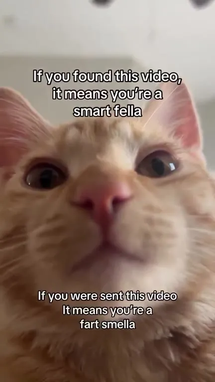 Smart Fella, Fart Smella Cat